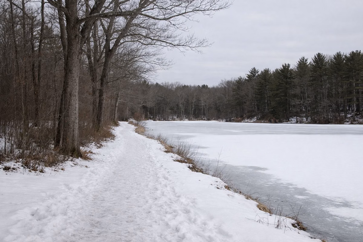 Snowy footpath along a frozen pond in winter woods